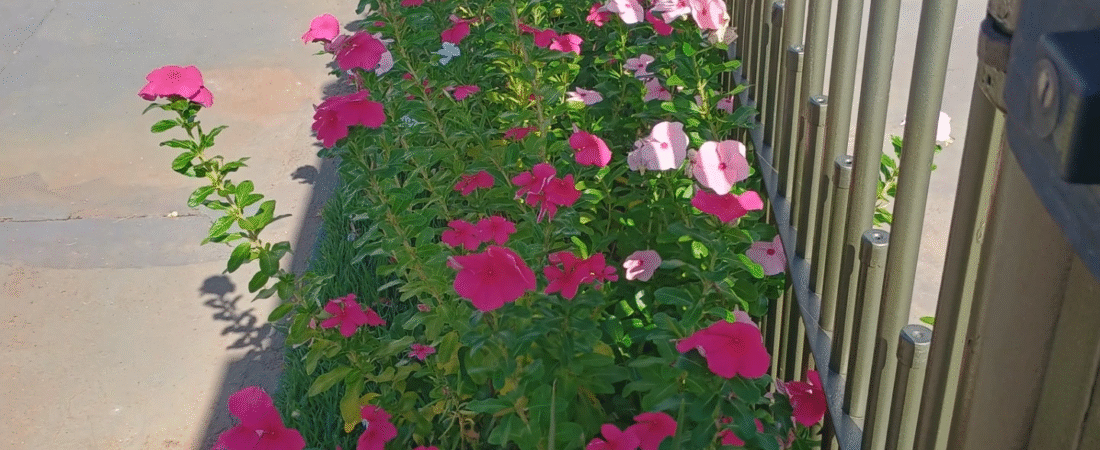 Jardins Pequenos: Como Aproveitar Melhor Cada Centímetro