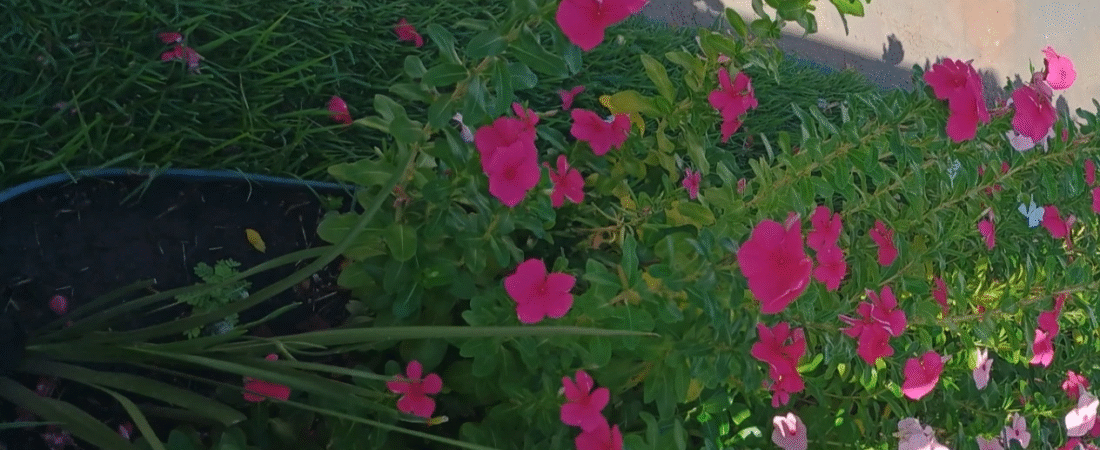 Tudo o Que Você Precisa Saber Sobre a Planta Vinca: Beleza e Versatilidade no Jardim.