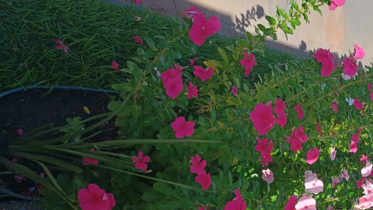Tudo o Que Você Precisa Saber Sobre a Planta Vinca: Beleza e Versatilidade no Jardim.