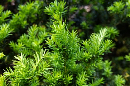 Podocarpo: Maneiras de Cuidar e Cultivar Esta Planta Sofisticada em Seu Jardim.