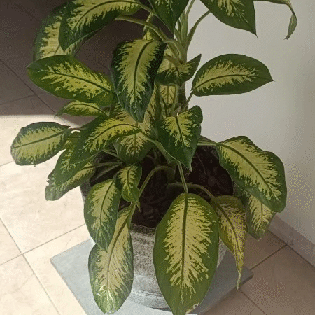 Aprenda Escolher e Cultivar Plantas em Vasos para Ambientes Internos.