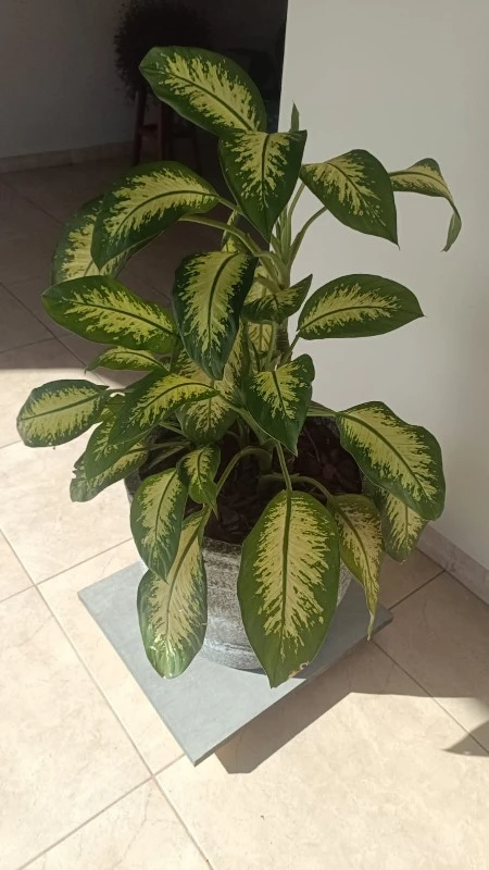 Aprenda Escolher e Cultivar Plantas em Vasos para Ambientes Internos.