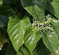 A planta conhecida popularmente como “Sofre dos Rins Quem Quer.”.