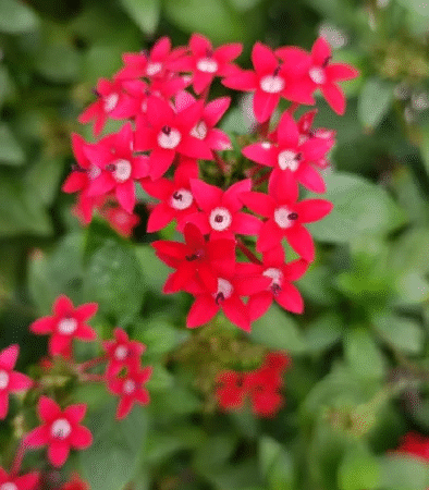 Erros Mais Comuns na Jardinagem e Como Evitá-los