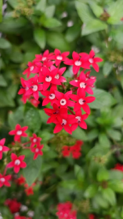 Erros Mais Comuns na Jardinagem e Como Evitá-los