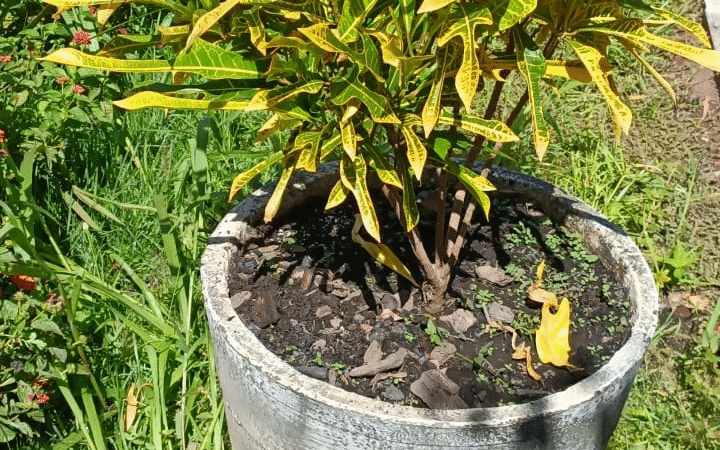 Manual Completo do Cultivo e Cuidado com o Croton (Codiaeum variegatum)