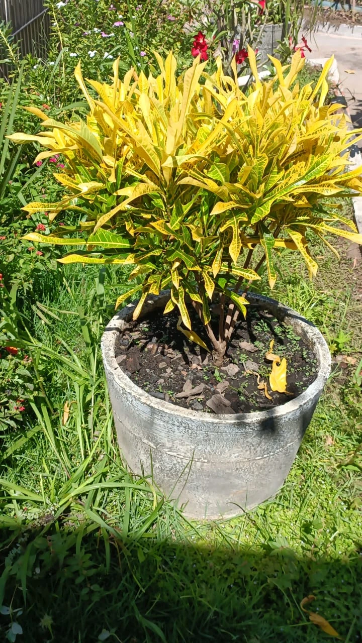 Manual Completo do Cultivo e Cuidado com o Croton (Codiaeum variegatum)