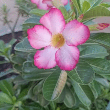 Guia Completo para Cultivar Rosa do Deserto em Vasos e Valorizar a Decoração