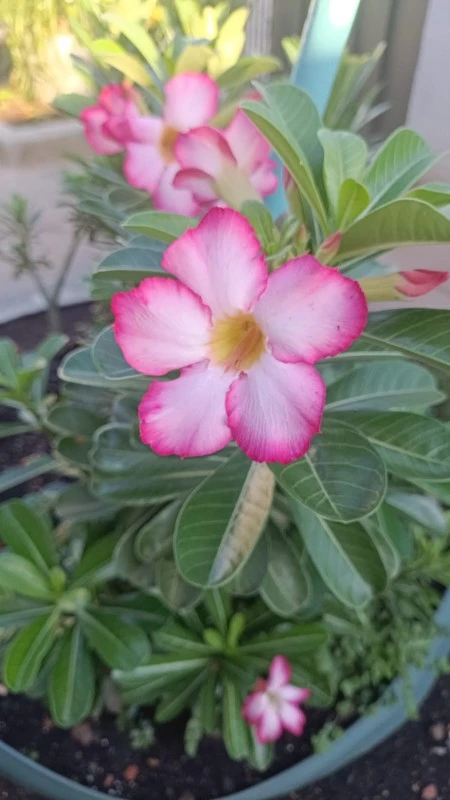 Guia Completo para Cultivar Rosa do Deserto em Vasos e Valorizar a Decoração
