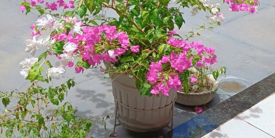 Instrução sobre a Planta Primavera (Bougainvillea): Espécies, Cultivo e Dicas Essenciais.