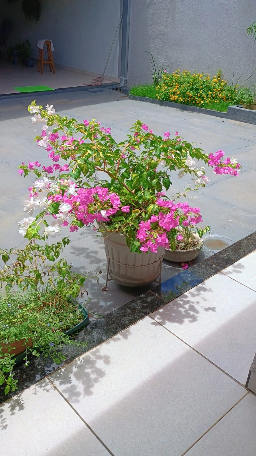 Instrução sobre a Planta Primavera (Bougainvillea): Espécies, Cultivo e Dicas Essenciais.