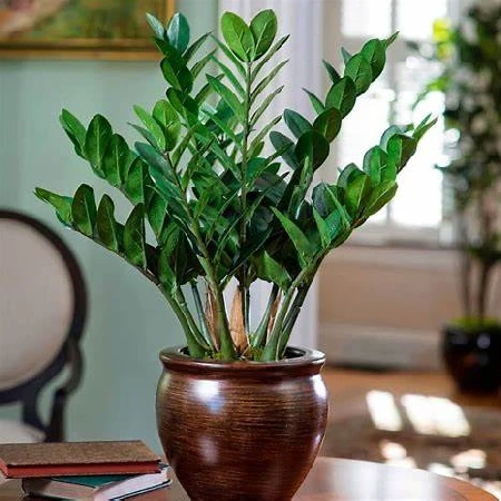 Escolher e Organizar Plantas e Ornamentos por Ambiente: Passo a Passo Completo