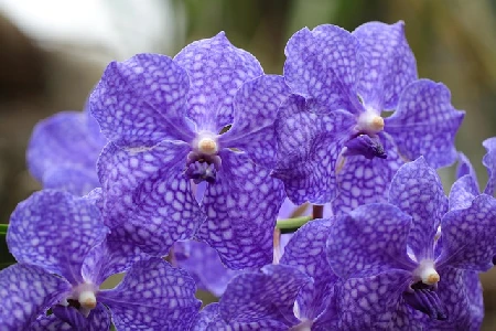 Manual Prático: Desvendando o Cultivo de Orquídeas