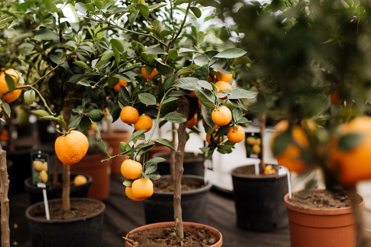 Frutíferas em Vaso: Colha Seus Próprios Frutos Fresquinhos