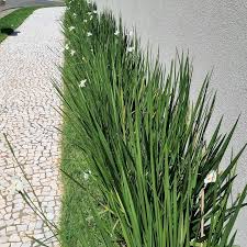Moreia: Beleza, Resistência e Facilidade Para o Seu Jardim.