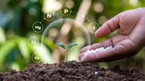 Adubos Naturais: Como Fortalecer Seu Jardim com o Que Tem em Casa