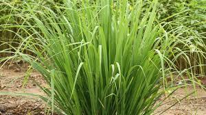 Capim-limão: Calmante Natural e Aromatizador Perfeito