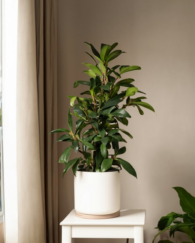 Por que ter plantas em casa pode melhorar sua saúde mental