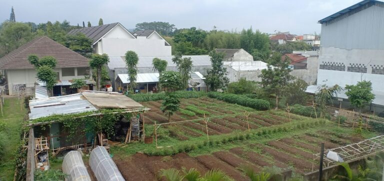 Como Plantar Legumes em Garrafas PET – Projeto Sustentável