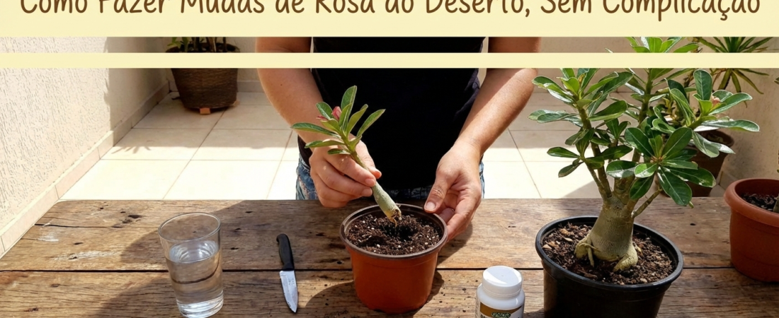 Como Fazer Mudas de Rosa do Deserto, Sem Complicação