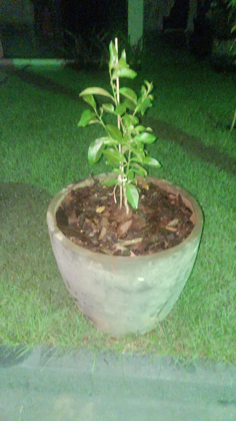 Pé de Limão Taiti de Enxerto: Como Cultivar