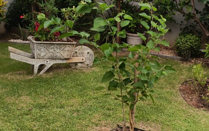 Como Fazer um Jardim Sustentável sem Gastar Muito