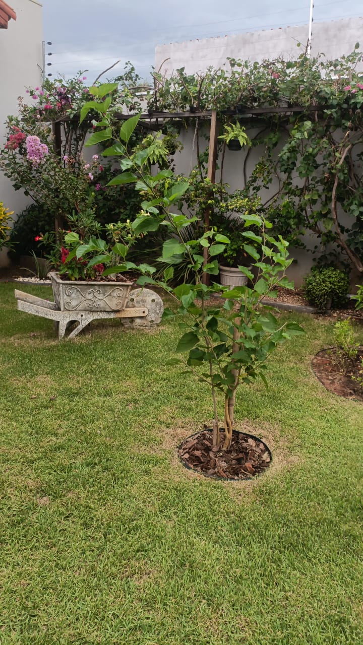Como Fazer um Jardim Sustentável sem Gastar Muito
