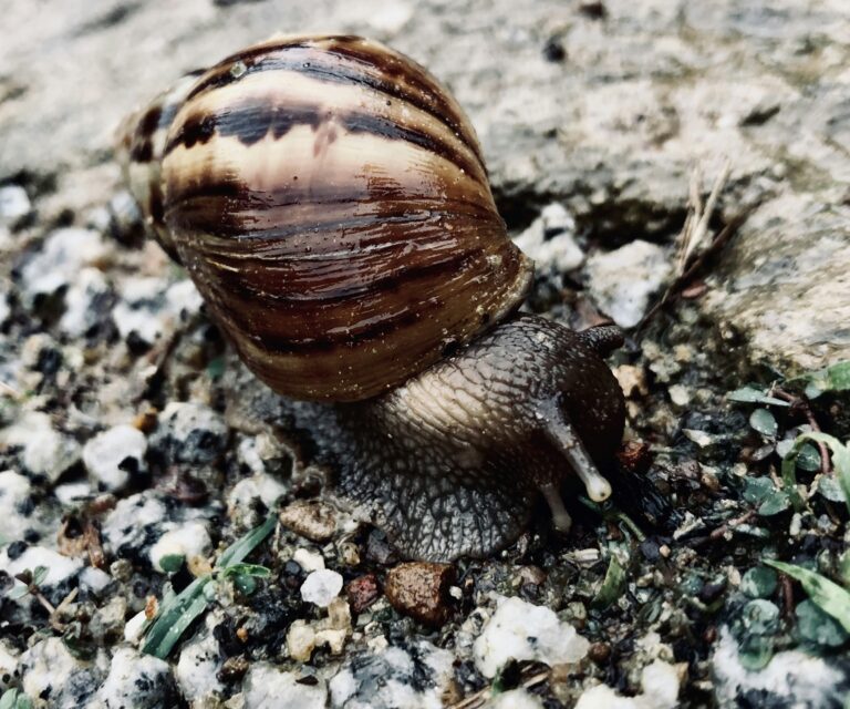 Caramujo no jardim é problema velho e a solução também é antiga e eficiente, quando usada do jeito certo