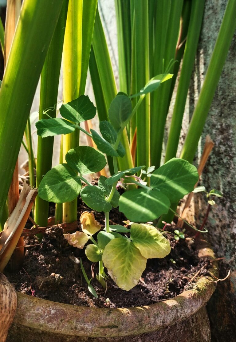O que a cor das folhas diz sobre a saúde da planta?